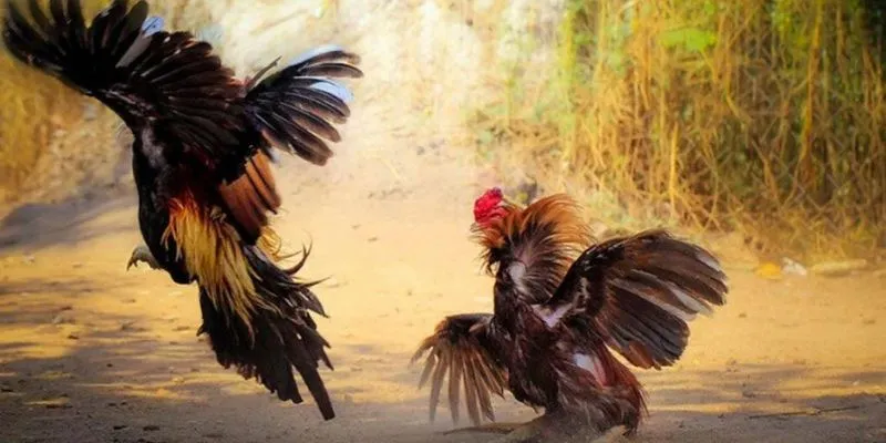 Cách phân tích phong độ gà chiến
