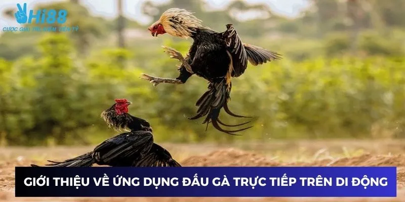 Tổng quan về ứng dụng xem đấu gà trực tiếp