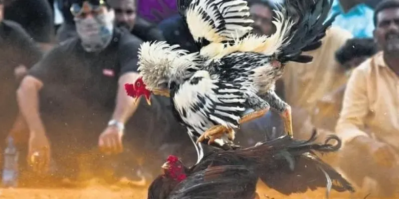 Tìm hiểu về đá gà tre nhanh