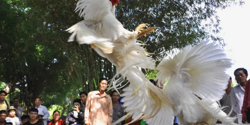 Đá gà cựa sắt New88