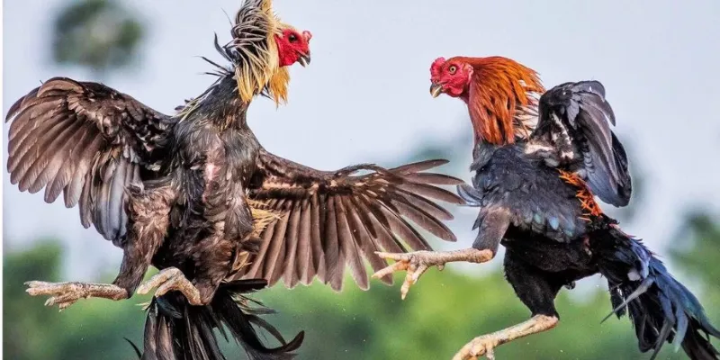 Kê thủ giải trí hấp dẫn