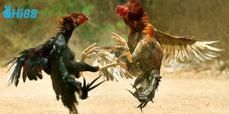 Lợi ích khi chơi gà nòi thách đấu